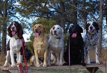 Gun Dog Training