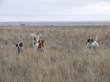 Pheasant Hunting