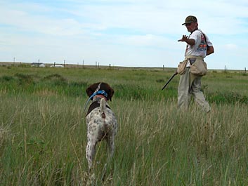 Bird Dog Training