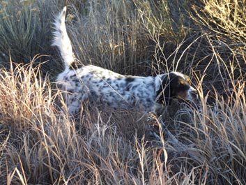 Gun Dog Training Gun Dog Training