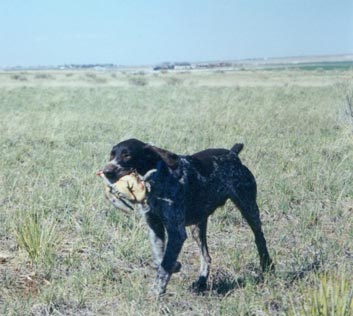 Game Bird Hunting