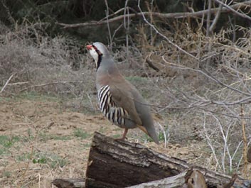 Strasburg Game Birds