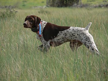 Hunting Pheasant