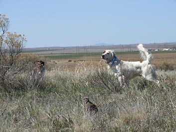 Game Bird Hunting
