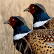 Better Hunting Package