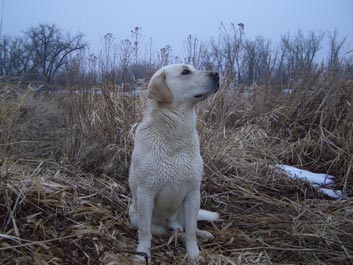 Game Bird Hunting